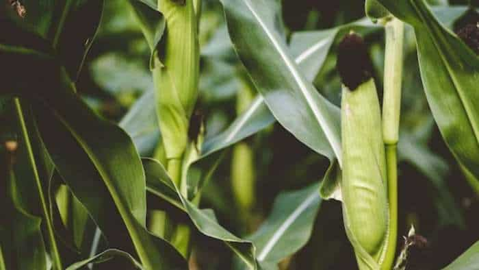 Risk of attack of fall armyworm pest increases in maize crop know the preventive measures