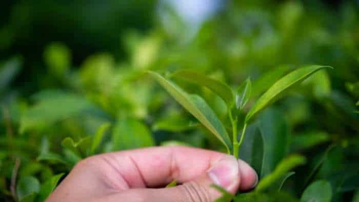 Tea companies to witness 8 percent dip in revenue on decline in exports Report