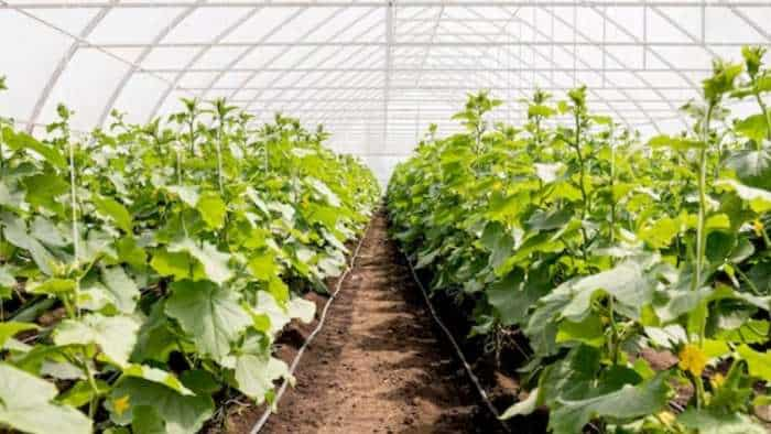 vegetable cultivation through pro tray and polytunnel technique to get more production income