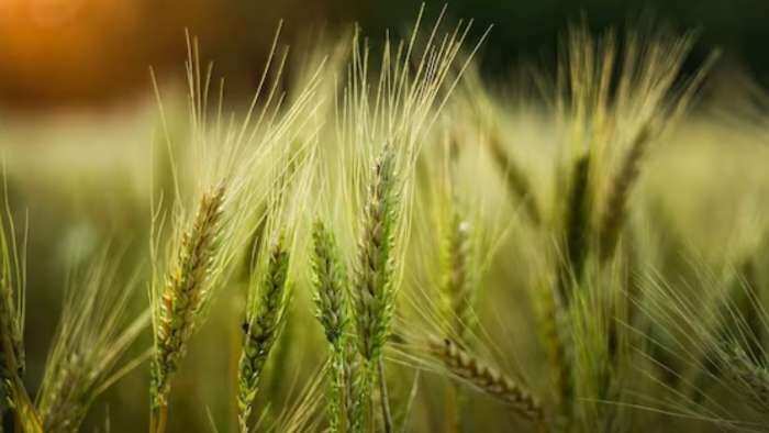 Government Aims 60 Per Cent Of Wheat Area Under Climate Resilient Varieties In Rabi Season Amid El Nino Fear