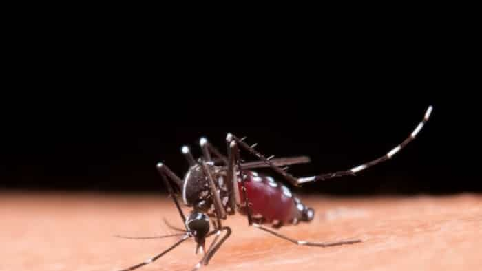 Gaziabad dengue cases increase know here how to prevent yourself   