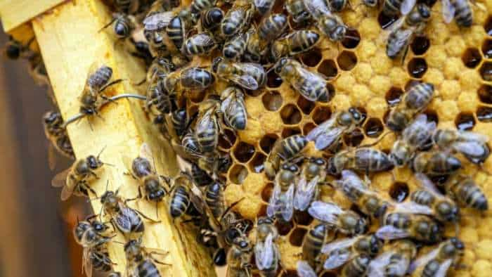 sbusidy news bihar government to give 75000 honey boxes to farmers check details