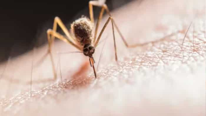 dengue outbreak more than 2 lakh cases reported Death toll crosses 1000 in Bangladesh know situation of india Dengue symptoms precautions and other information