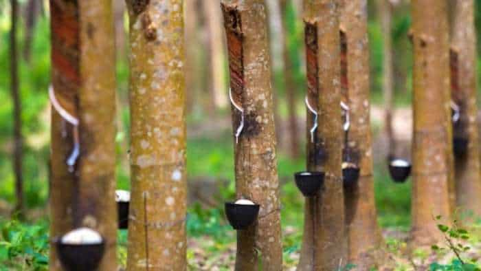 Kerala government sanctions Rs 42-57 crore subsidy to rubber farmers