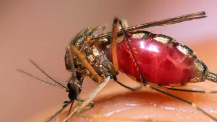 dengue cases incresing ministry of health advice to stay alert after seeing these symptoms   
