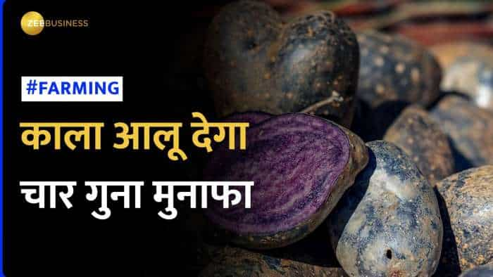 Black Potato: काला आलू देगा किसानो को चार गुना ज्यादा मुनाफा, यहां देखिए क्या हैं इसके फायदे