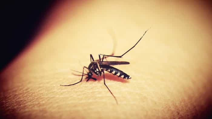 dengue cases increase in delhi know home remedies for dengue and food products to increase platelets