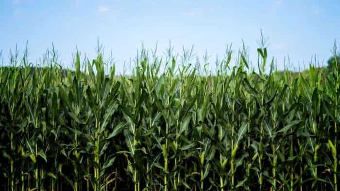 sarkari yojana bihar government to provide subsidy on hybrid maize seed