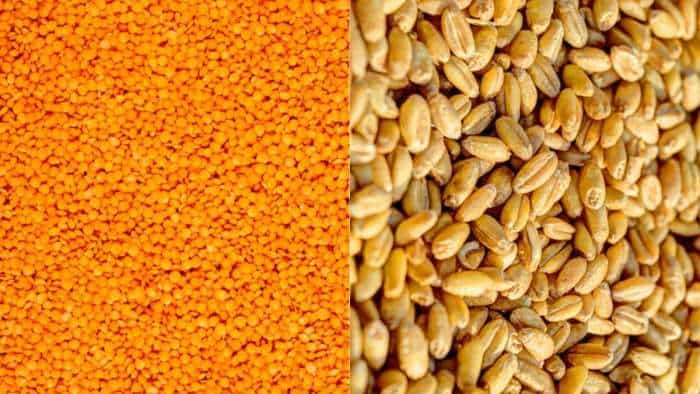 bihar agriculture farmers to produce wheat and lentil seeds check details