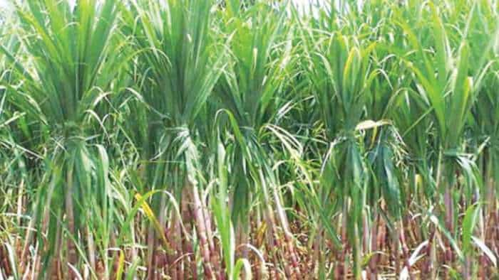 control weeds in Sugarcane Cultivation by intercropping method