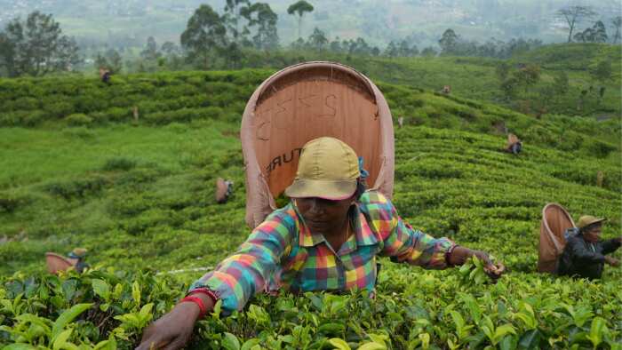 North Bengal tea industry facing crisis Says Tea Association of India