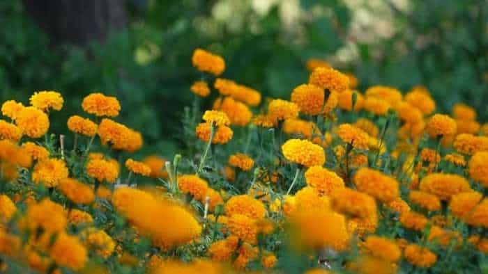 Marigold Farming earn rs 3-4 lakh one time get 70 percent subsidy gende ki kheti