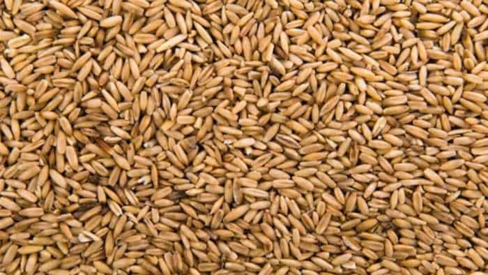 bihar government providing subsidized seed of rabi crops to farmers