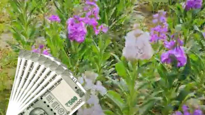 rajnigandha ki kheti haryana farmer earn daily rs 20000-30000 through Tuberose flower cultivation