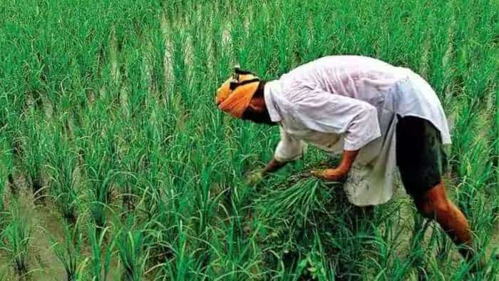 registration of rabi crops starts on meri fasal mera byora portal check details