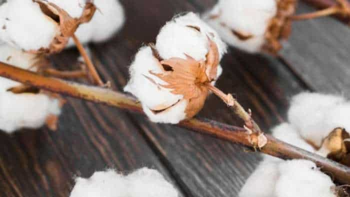 pink bollworm CAI estimates cotton pressing at 29-41 mn bales for 2023-24 season