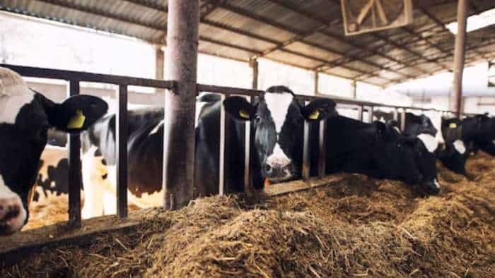 animal feeds Low Cost Mineral Supplements for Animals