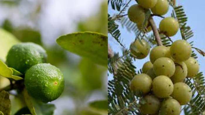 Sarkari Yojana bihar govt giving subsidy on lemon amla jackfruit bael farming check details