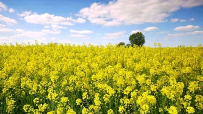 mustard cultivation farmers to control weed to get more production