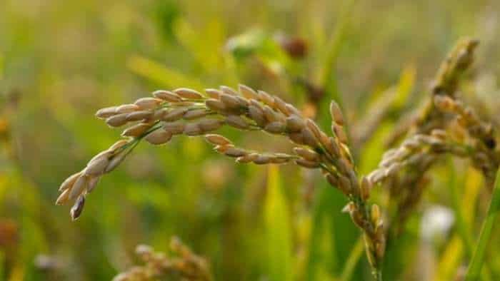 Tripura govt to purchase 40000 metric tonnes of paddy from farmers