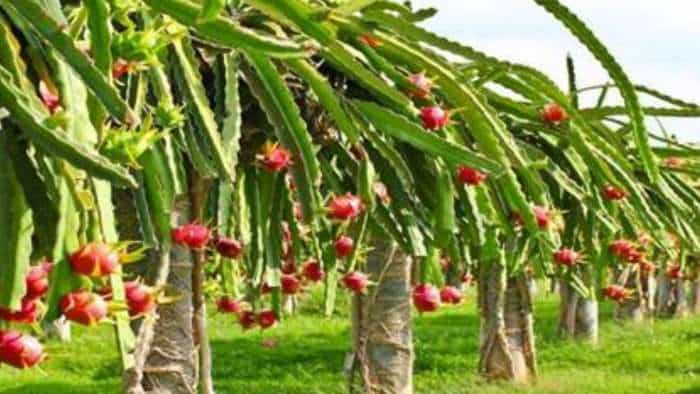 Dragon Fruit Farming how to do kamlam cultivation get rs 10 lakh income