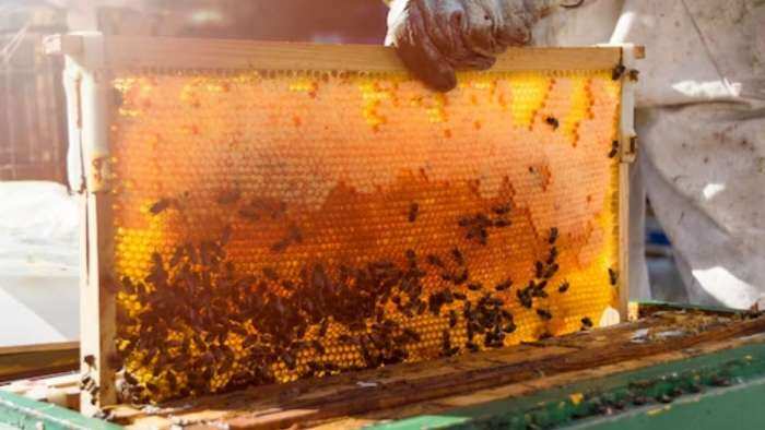 Sarkari Yojana bihar government providing 90 percent subsidy on honey beekeeping check details