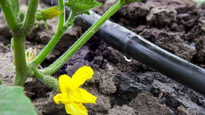 bihar government giving 80 percent subsidy on drip irrigation system to farmers