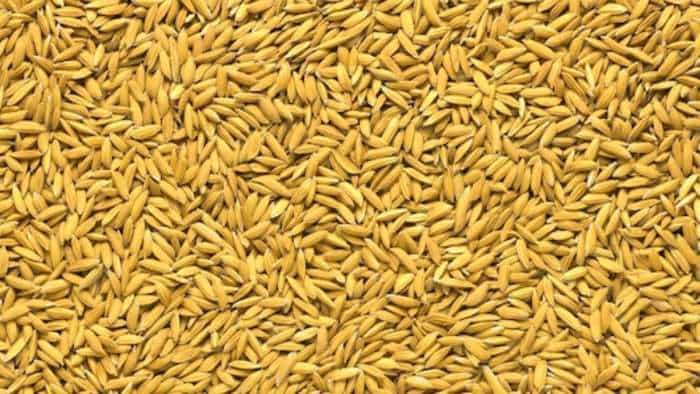 rice bran export ban Government extends export ban on de-oiled rice bran till March-end 2024