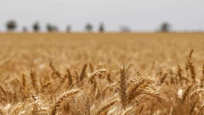 sona moti wheat variety market price is rs 8000 per quintal farmers to get more income