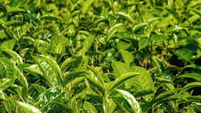 Sarkari Yojana bihar govt giving 50 percent subsidy to farmers on tea cultivation