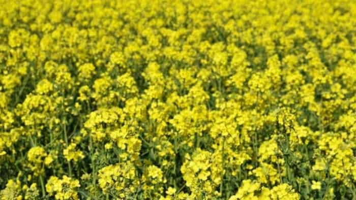 adopt these measures for protection of mustard seeds from frost