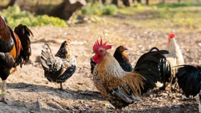 Indian poultry industry revenues to grow by 8-10 pc in FY24