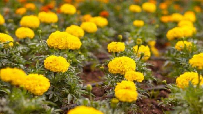 bihar govt giving 75 percent subsidy on Marigold Farming check details