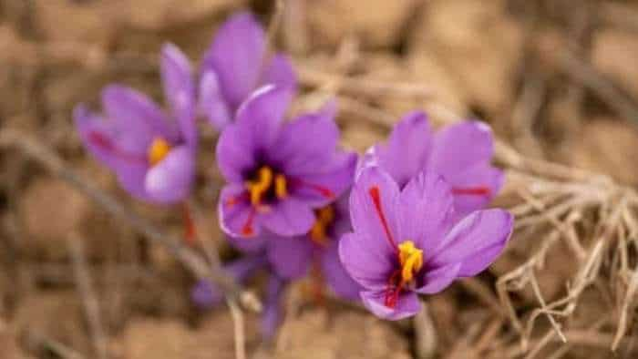 kesar ki kheti Govt aims at expansion of saffron cultivation in northeast