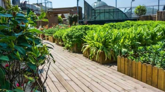 subsidy news bihar govt giving 75 pc subsidy on rooftop farming chhat par bagwani yojana