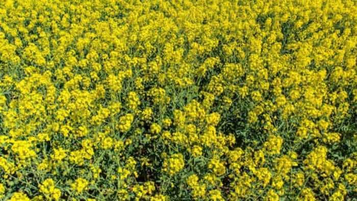 Mustard crop can be ruined by Chempa insect rajasthan govt tells farmers about preventive measures