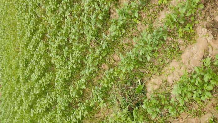 central potato research institute meerut issues advisory for farmers to protect potato crop from frost