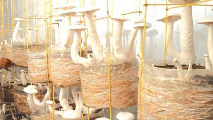 Mushroom Farming Grow mushrooms with these three techniques and earn huge income