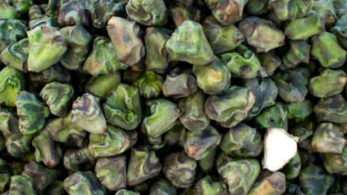 Success Story This farmer is earning lakhs from Water chestnut know details