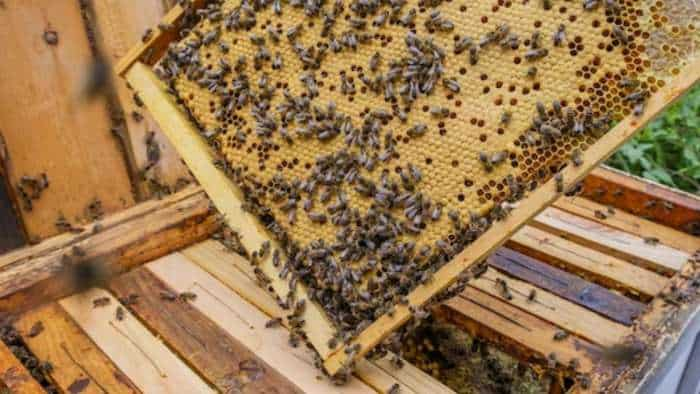 Beekeeping to increase farmers income government to give bee boxes 1500 to farmers