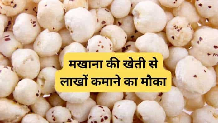 Makhana Cultivation bihar govt giving 75 pc subsidy on makhana farming makhana storage house check details