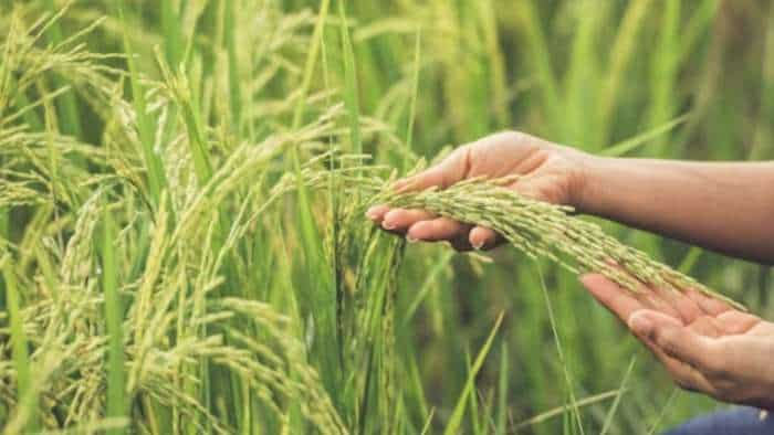 crop insurance rajasthan govt to provide pmfby to 87000 farmers