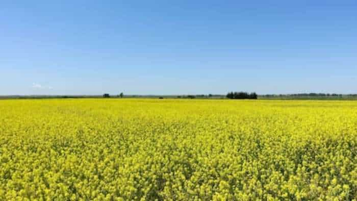 haryana agri department issuse advisory to farmers for Mustard crop Disease Control know details