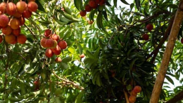 subsidy news bihar govt providing 75 percent subsidy on insect control on mango litchi and guava farming