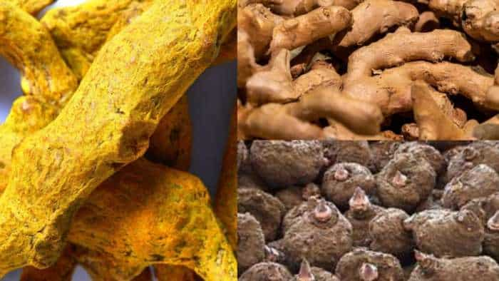 ginger turmeric and Elephant Foot Yam suran jimikand cultivation bihar govt giving bumper subsidy