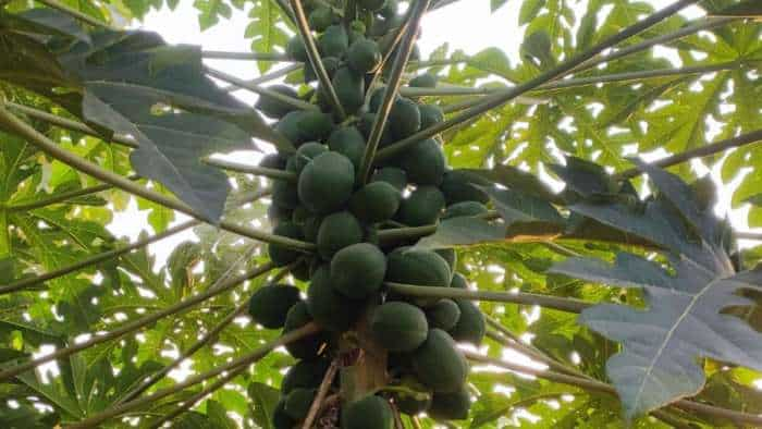 business idea bihar govt giving papaya plant on subsidy to farmers Papita ki Kheti