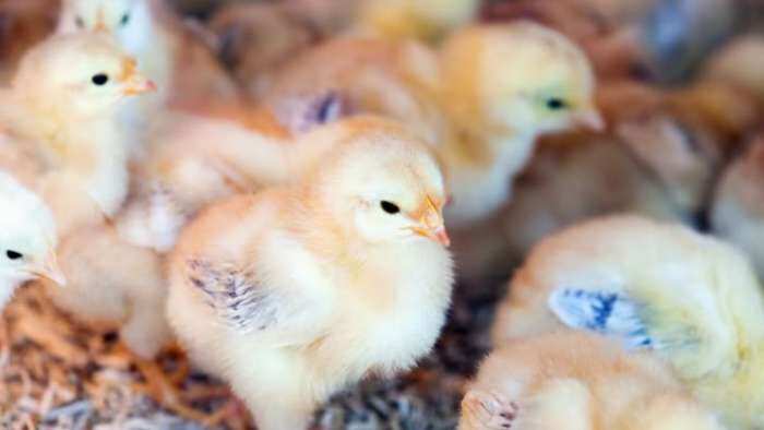 animal husbandry dept issue advisory to poulty farmers on bird flu know details