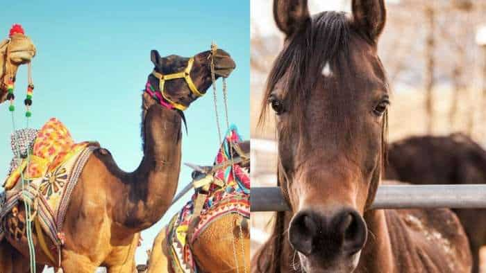 Government revises National Livestock Mission Scheme giving 50 percent capital for donkey mule horse and camel breeding