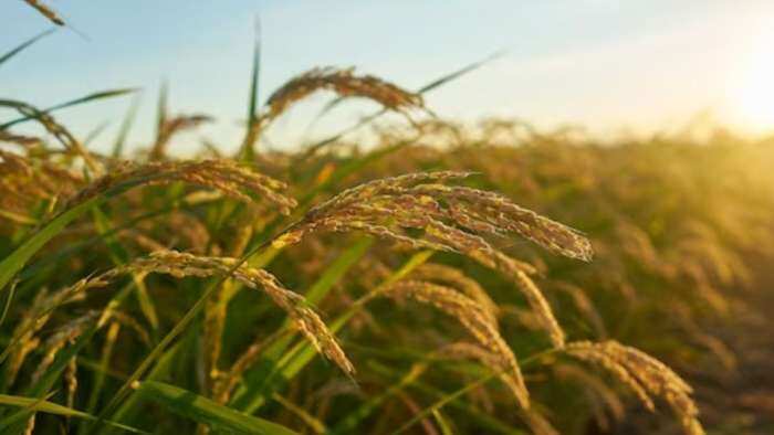 up yogi govt paddy procurement 53-79 mt rs 11745 croe paid to paddy farmers