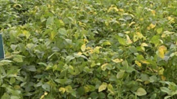 Agri Business Idea soybean golden bean cultivation earn lakhs know full details